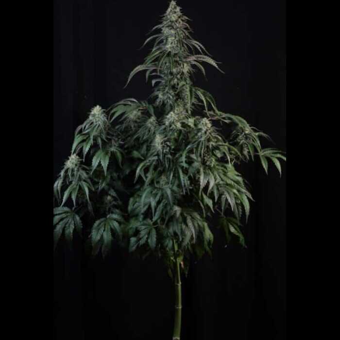 A cannabis autoflower plant in front of a black background.