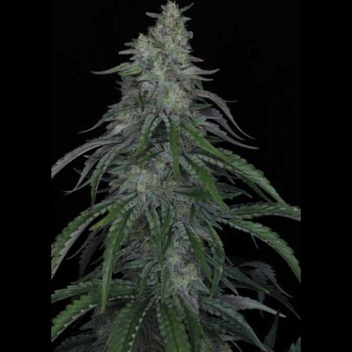 An Autoflower cannabis plant on a black background.