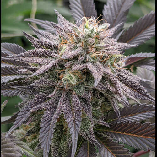 A close up of an autoflower cannabis plant in a garden.