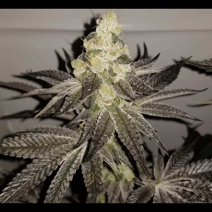 A monochrome image of an autoflower cannabis plant.