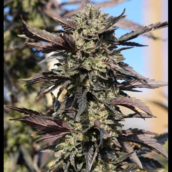 A close up of an autoflower cannabis plant with dark green leaves.