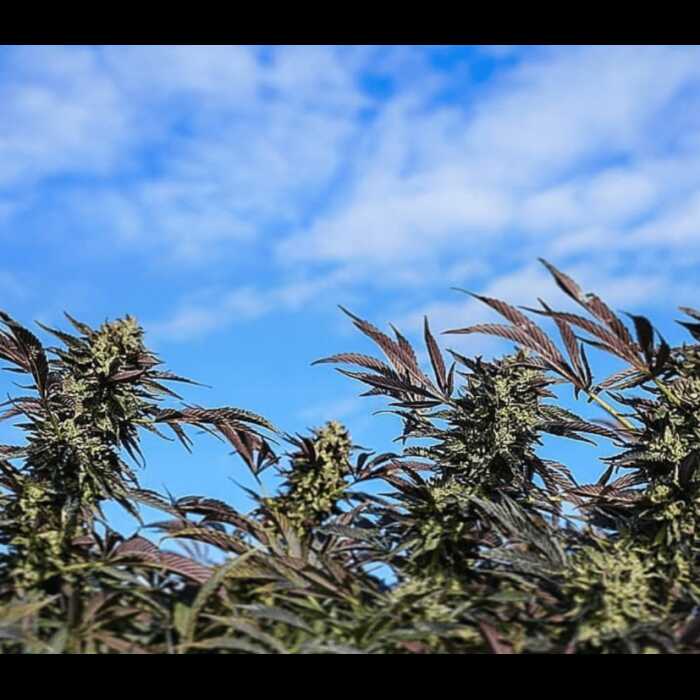 Autoflower cannabis plants in a field against a blue sky.