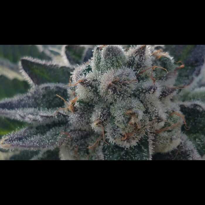 A close-up of an autoflower marijuana plant.