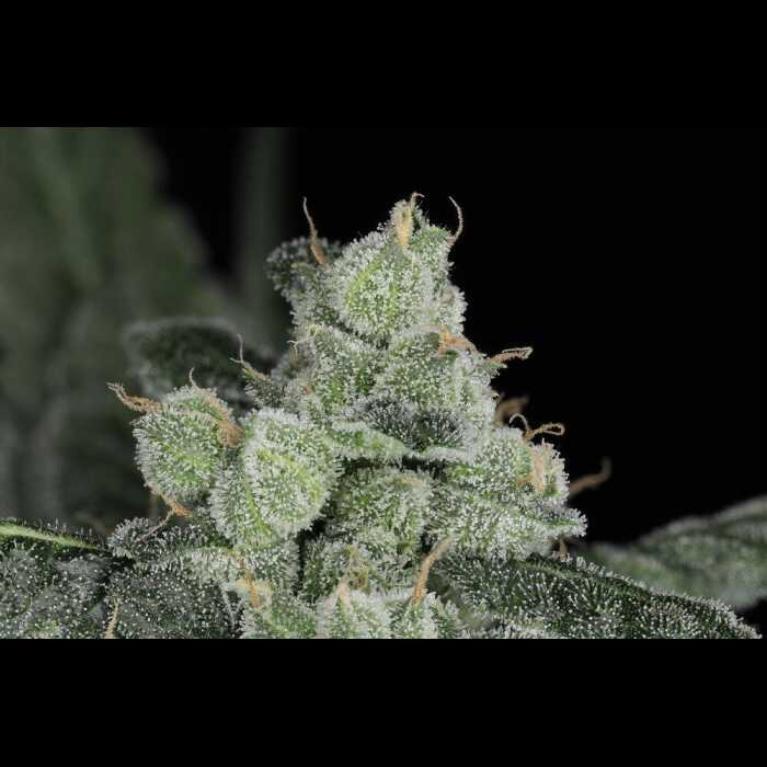 A close up of a Cannabis autoflower plant.