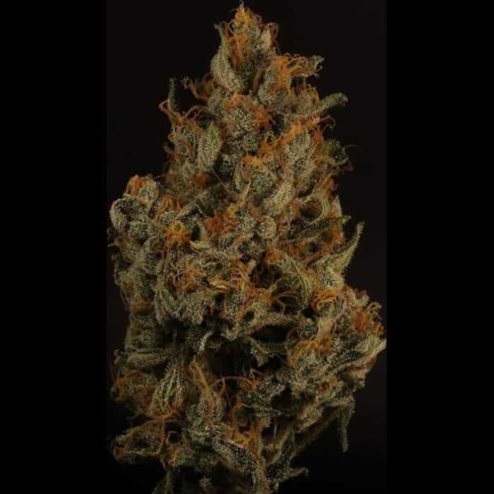 An autoflower cannabis plant, specifically a Cosmo strain, showcased against a stark black backdrop.