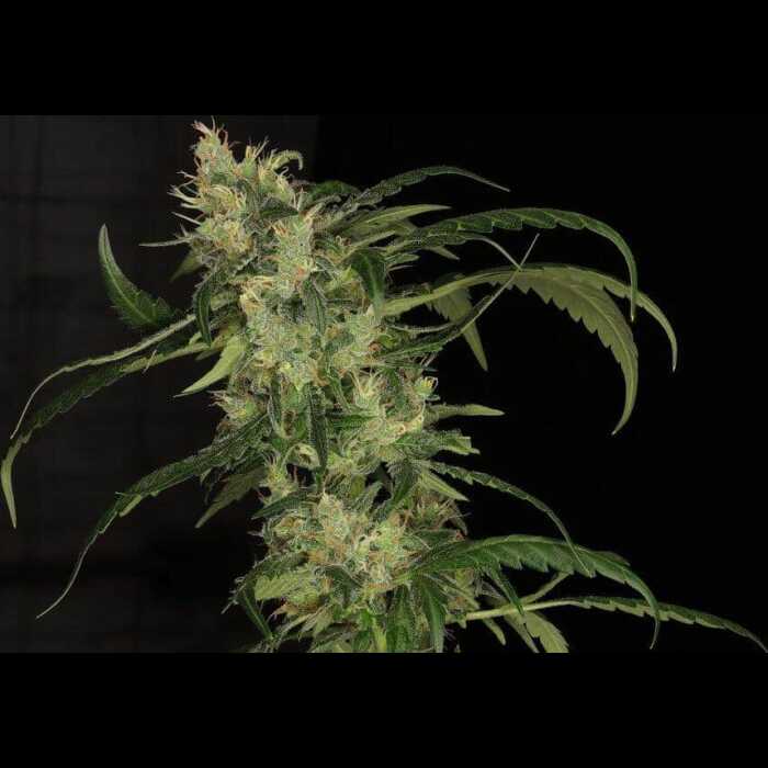 An autoflower cannabis plant, specifically a Cuba Libre strain, against a black background.