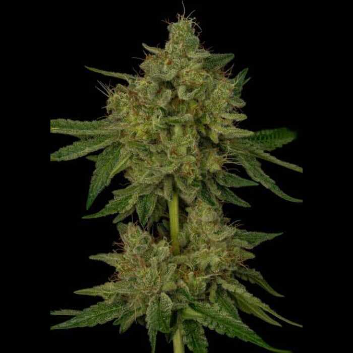 An autoflower cannabis plant, specifically the Glue Sniffer S1 strain, showcased against a black backdrop.