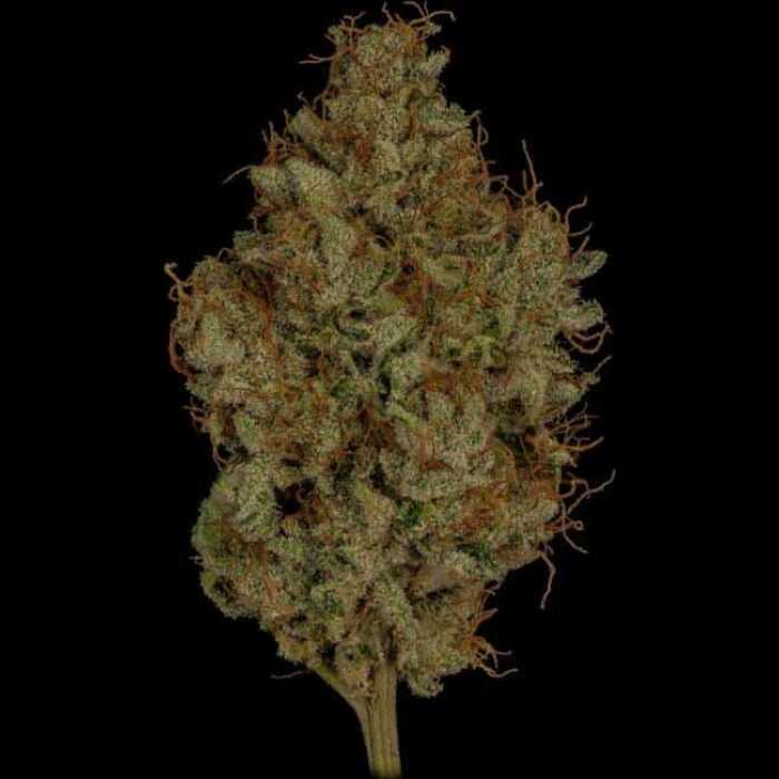 A autoflower cannabis plant on a black background.