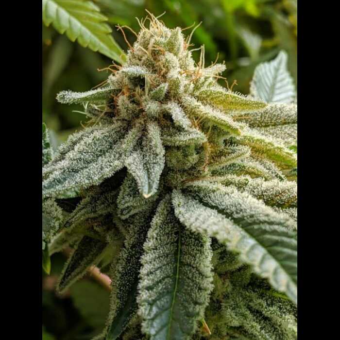 Glue Sniffer S1 Feminized Cannabis Seeds