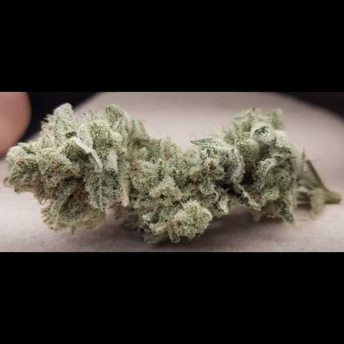 A close up of an autoflower cannabis plant.