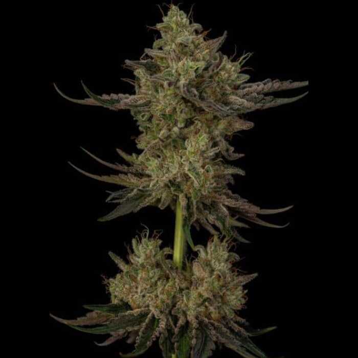A Cannabis plant in Gran Champagne variety displayed against a black backdrop.