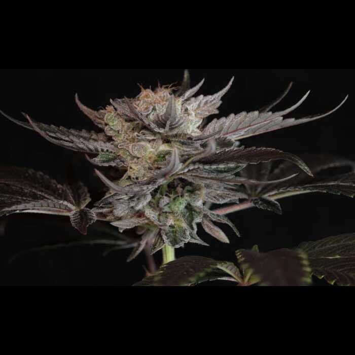 An image of an autoflower cannabis plant in front of a black background.