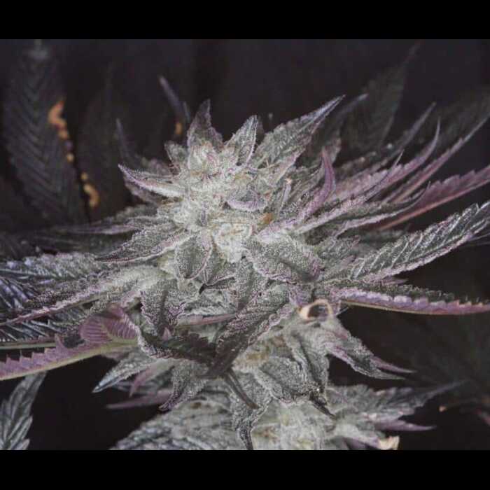 A close up of a purple autoflower cannabis plant.
