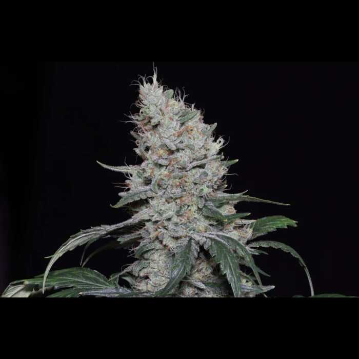 A white cannabis plant called Knows Candy that autoflowers, against a black background.