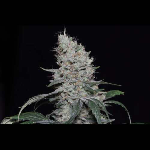 An autoflower cannabis plant, grown from seeds, with white Knows Candy strain and set against a black background.