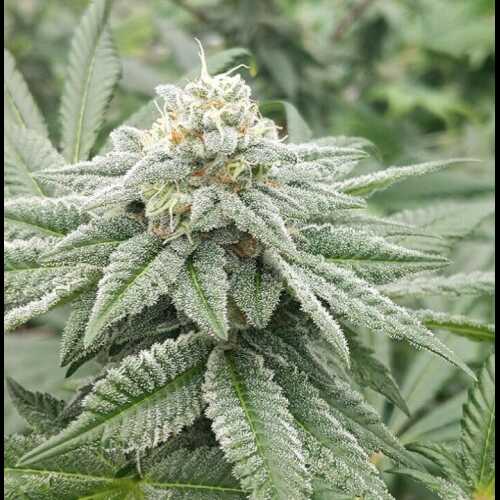 A close up of an autoflower cannabis plant in a field.