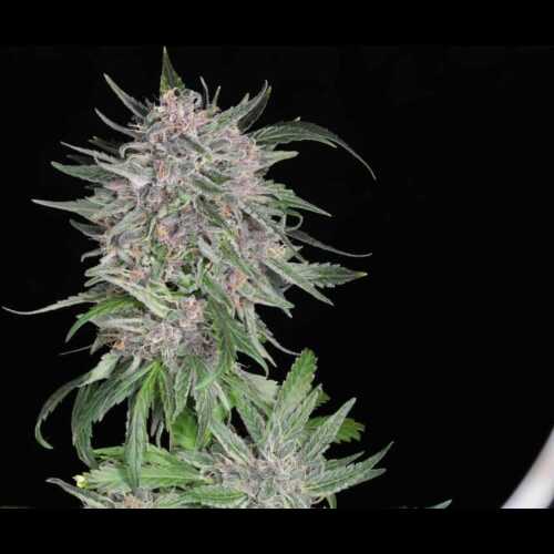 A black background showcases the vibrant Mendocino Skunky Garlic cannabis plant, an autoflower strain grown from seeds.