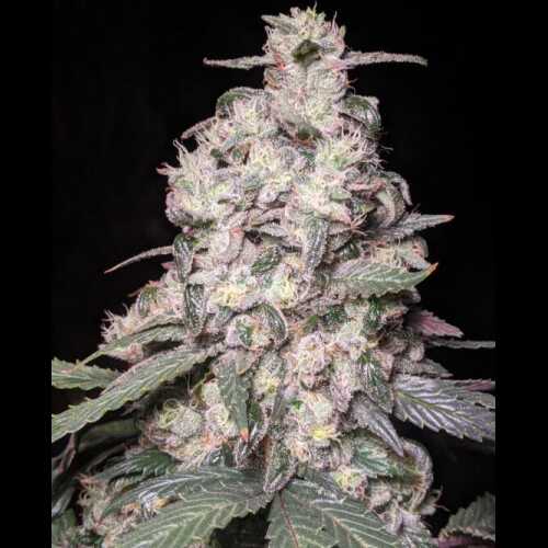 An image of a autoflower cannabis plant.