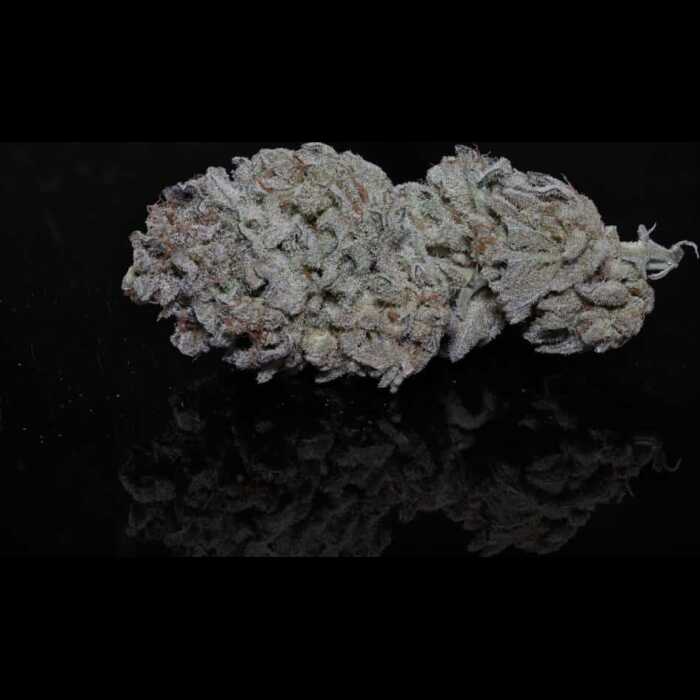 An autoflower cannabis seed blooms into the A Smell of Success flower on a black background.