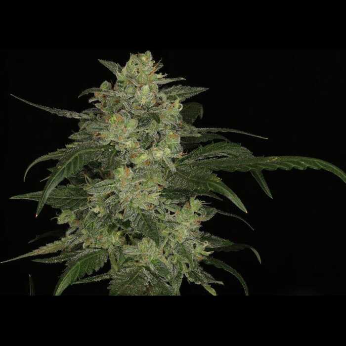 A cannabis autoflower plant in front of a black background.