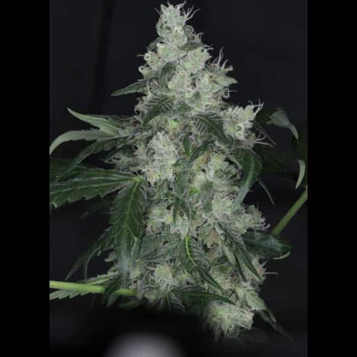 A white autoflower plant grown from cannabis seeds in a dark room.