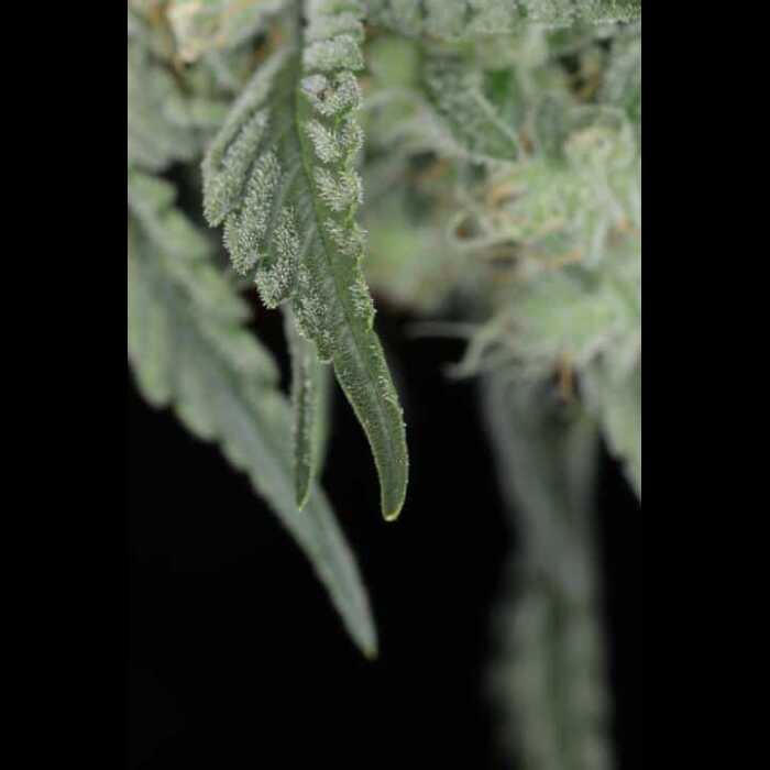 A close up of a green Sidecar Autoflower cannabis plant.