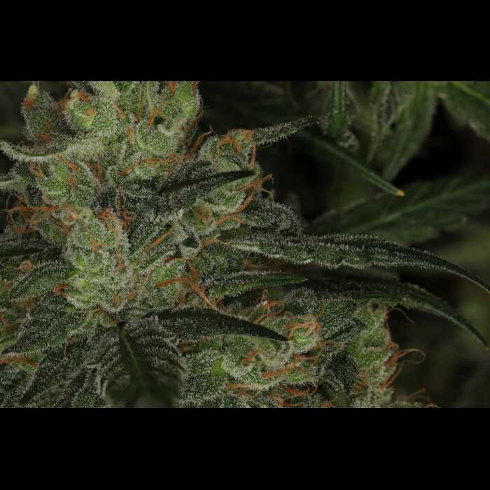 A close-up of a Sidecar Autoflower cannabis plant.
