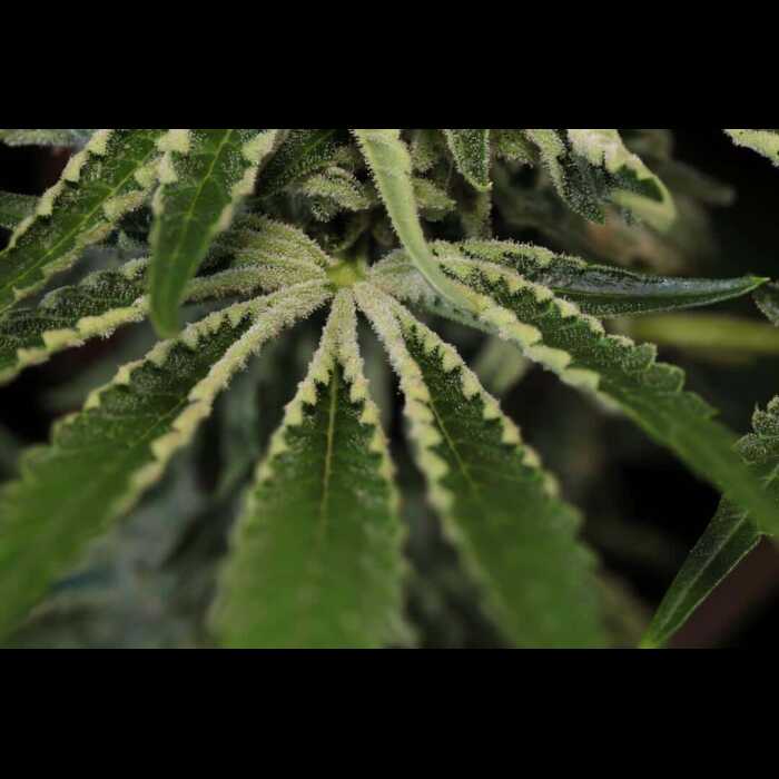 A close up of an autoflowering cannabis plant.