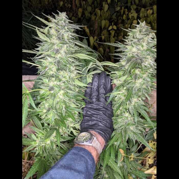 A hand holding an autoflower cannabis plant in gloves.