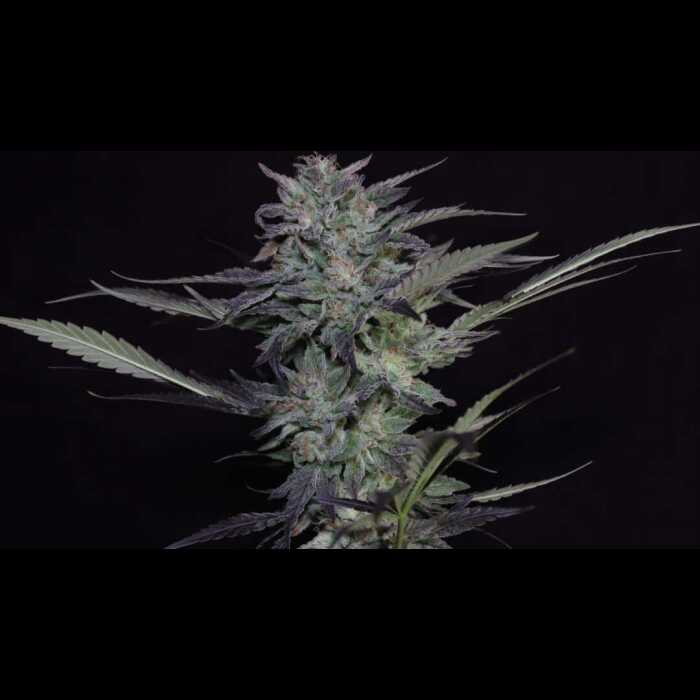 A cannabis plant, Snowcaine V.2, exhibiting autoflowering characteristics, photographed on a black background.