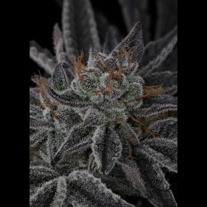 A close up of a marijuana plant on a black background featuring a Sparkleface.