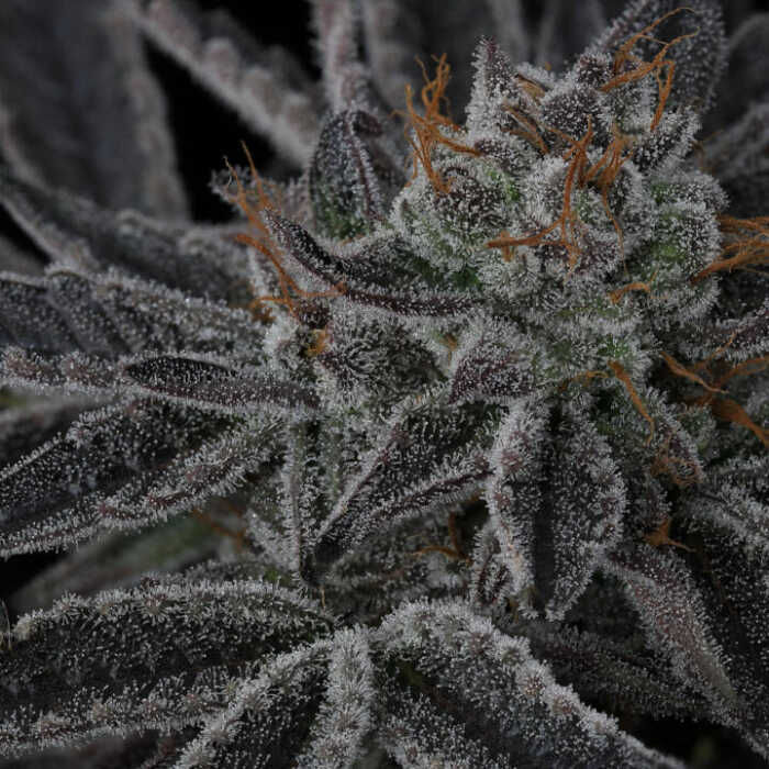 A close up of a marijuana plant on a black background, featuring the Sparkleface effect.