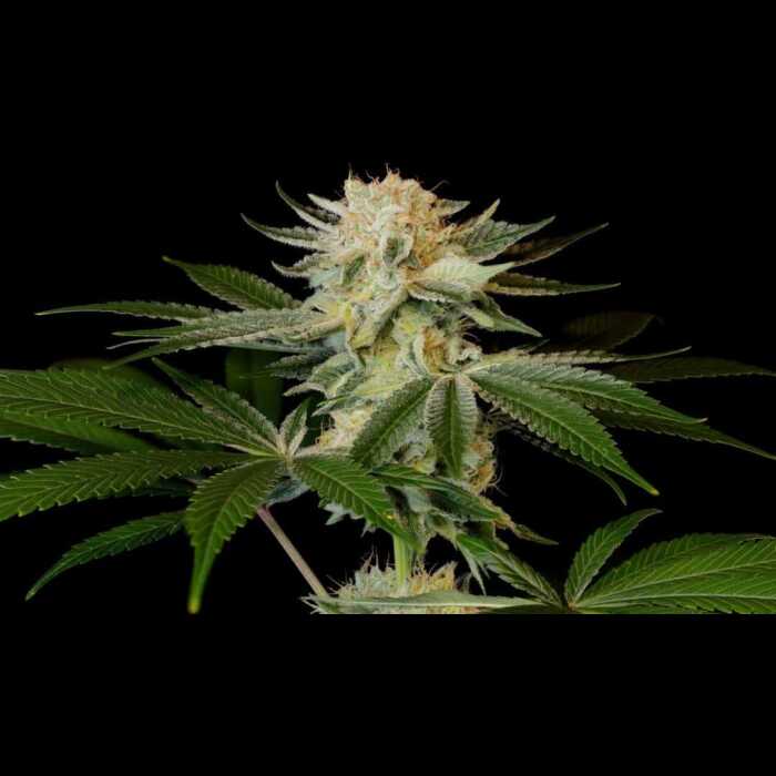 An autoflower cannabis plant with Strawberry Blonde colored buds against a black backdrop.