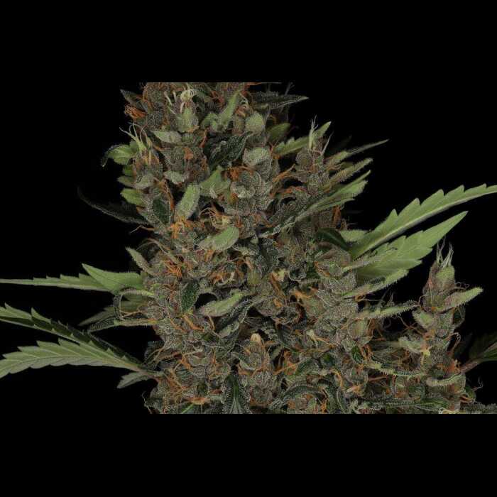 An image of an Autoflower cannabis plant against a black background.