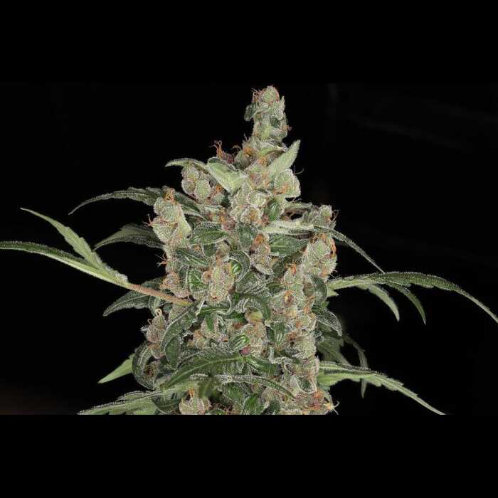 An image of a Tequila Sunrise Autoflower cannabis plant with a black background.