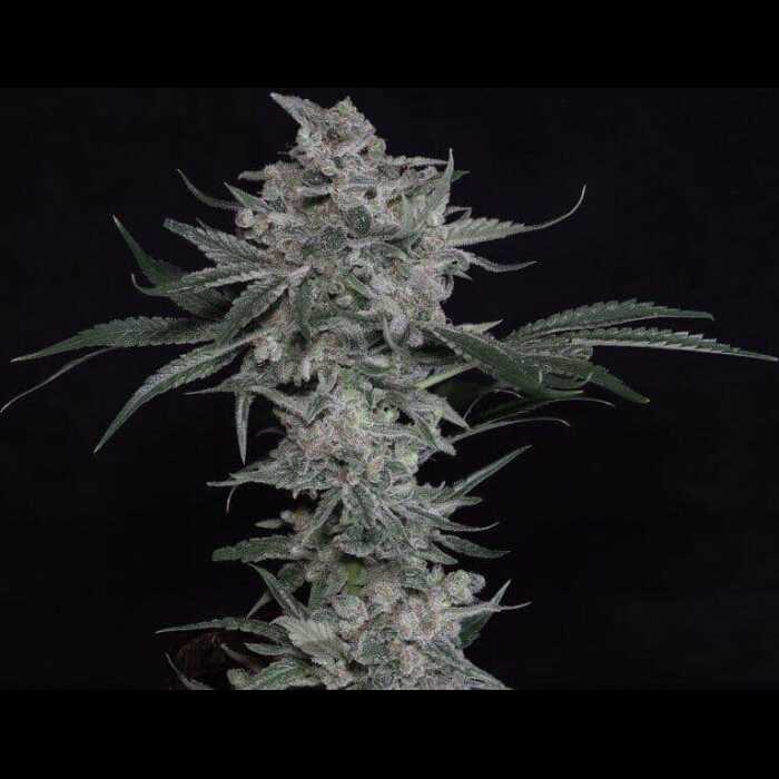 A white Trainwreck Sativa feminized cannabis plant on a black background.