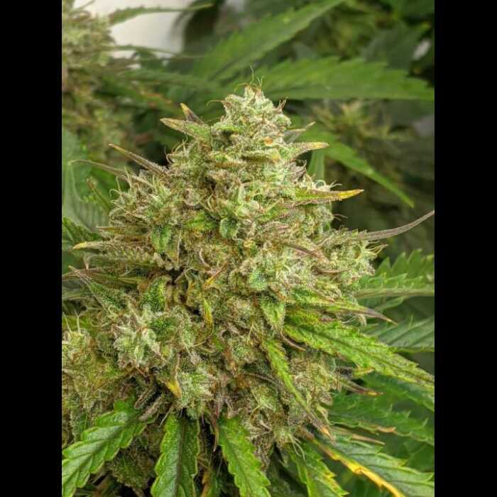 Close up of a Trizzlers Autoflower cannabis plant.
