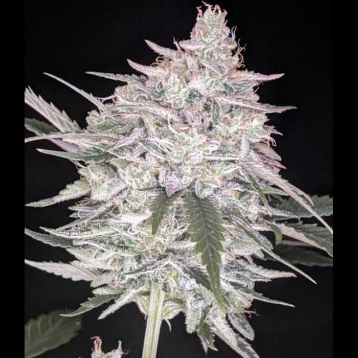 A white Trizzlers Autoflower cannabis plant against a black background.