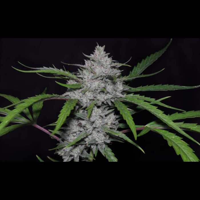 A Triks Autoflower cannabis plant against a black backdrop.