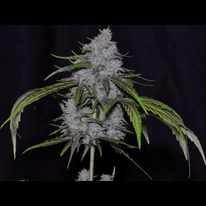 A cannabis autoflower plant with purple leaves in front of a black background.