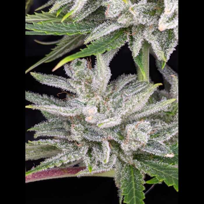 A close up of a white Triks Autoflower plant cultivated from cannabis seeds.