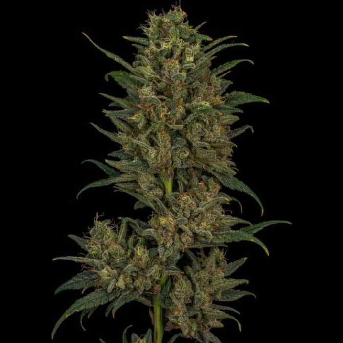 A Trizkit - Feminized Autoflower Cannabis Seeds plant on a black background.