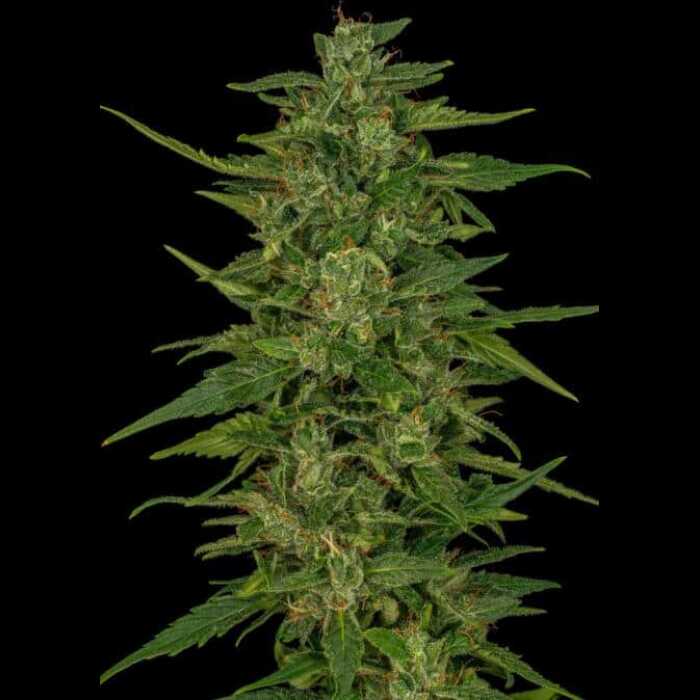 A cannabis plant with feminized autoflower seeds on a black background.