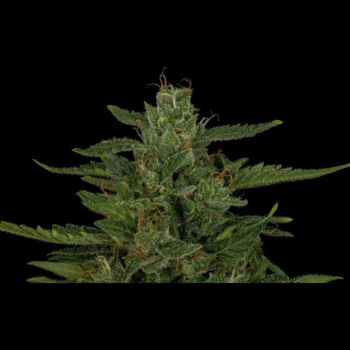 A cannabis plant on a black background cultivated from feminized autoflower seeds.