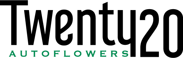 Our Autoflowers Feminized Cannabis Seeds