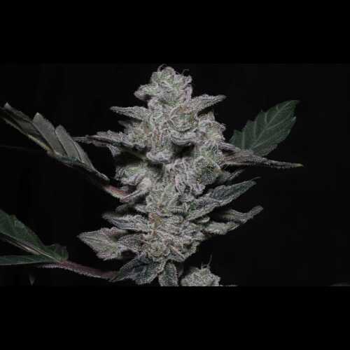 An autoflower cannabis plant, specifically Vidamints, showcased on a black background.