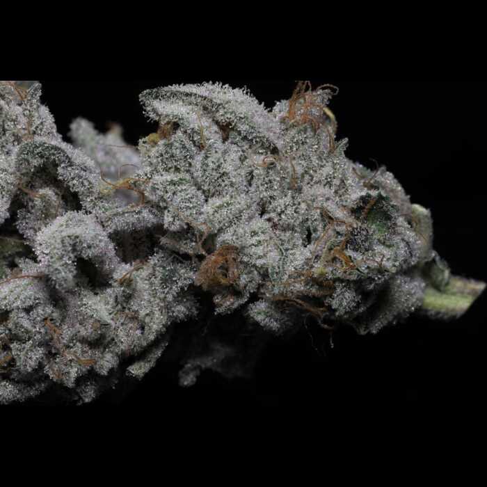 A close up of a Vidamints Autoflower cannabis plant on a black background.