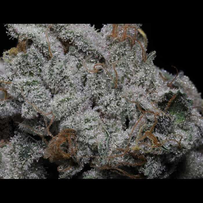 A close up of a white autoflower cannabis plant.