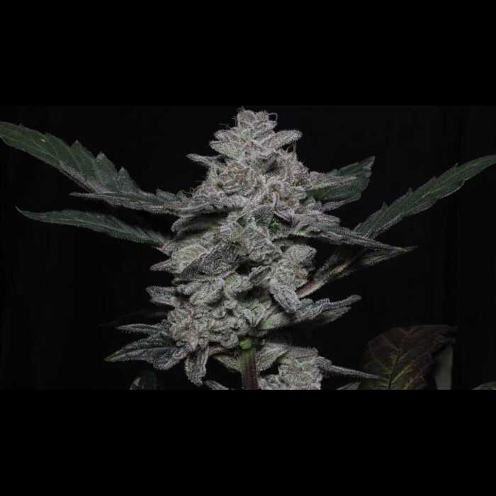 A white Vidamints Autoflower cannabis plant.