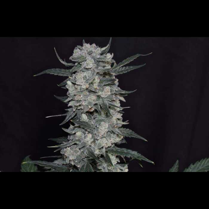 A white autoflower cannabis plant in front of a black background.
